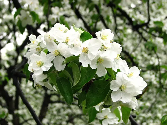 Apfel in Blüte