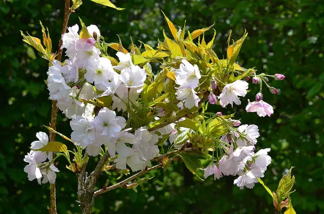 Birne in Blüte