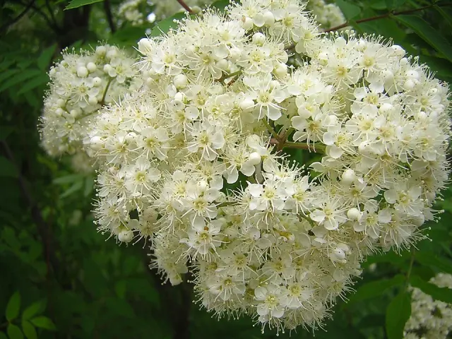 Eberesche in Blüte
