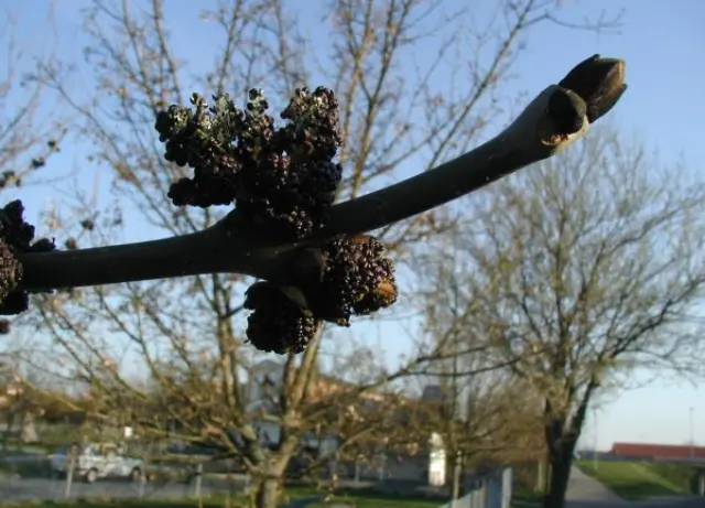 Esche in Blüte