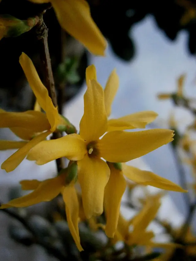Forsythie in Blüte