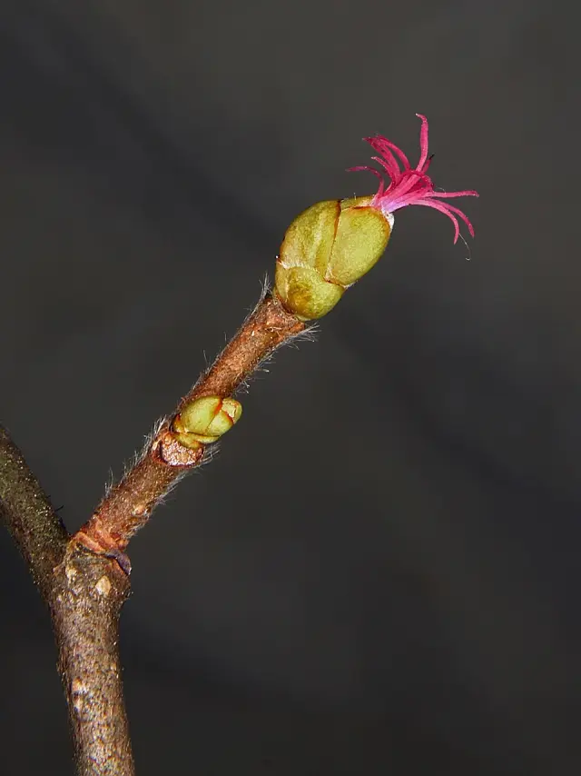 Hasel in Blüte