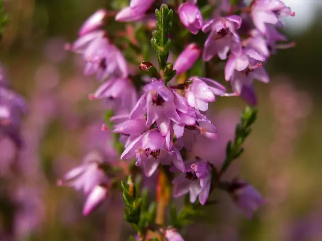 Heidekraut in Blüte