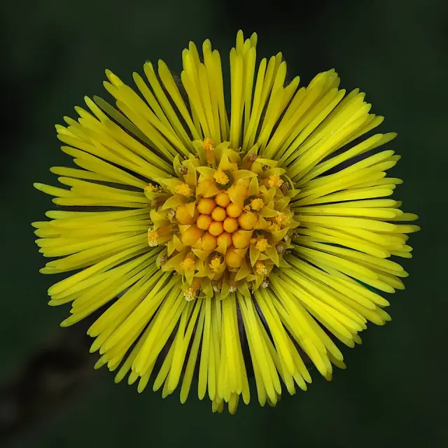 Huflattich in Blüte