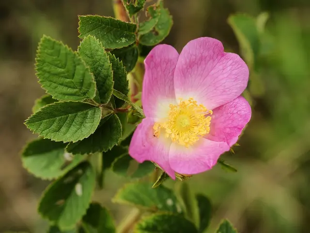 Hundsrose in Blüte