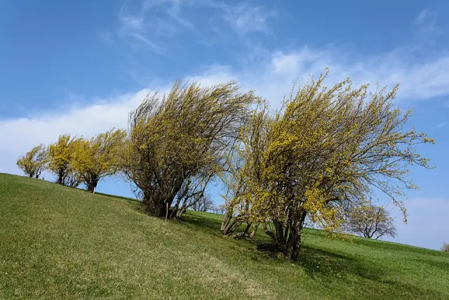 Kornelkirsche in Blüte