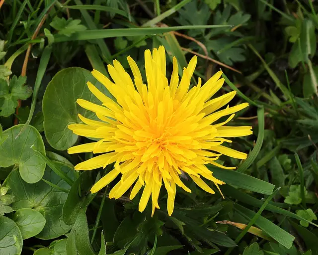 Löwenzahn in Blüte