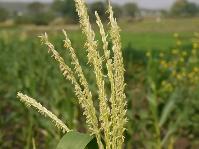 Mais in Blüte