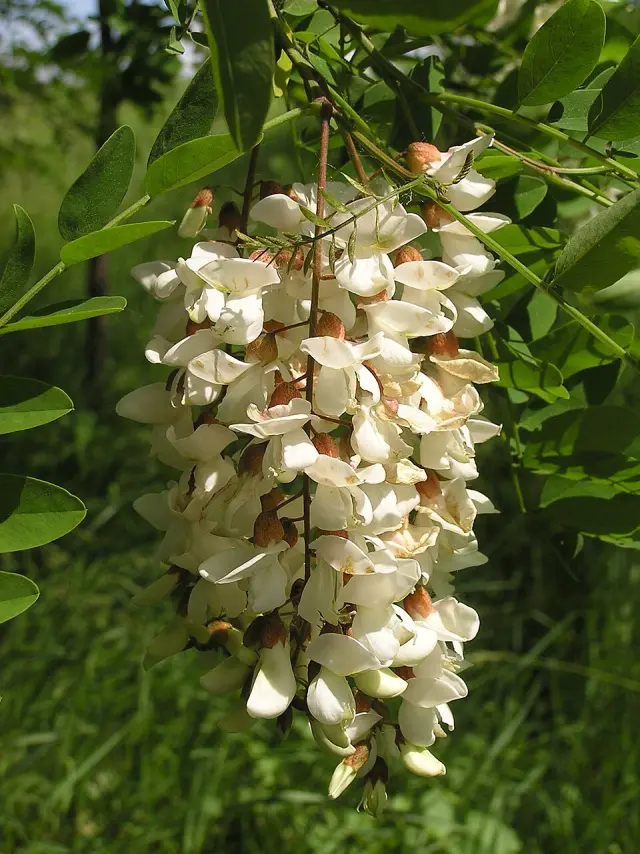 Robinie in Blüte