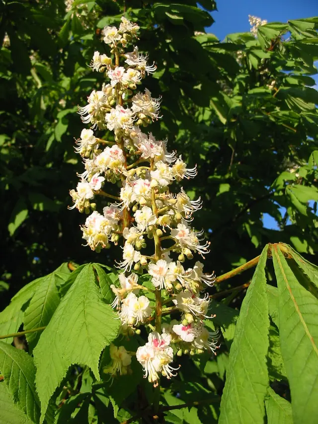 Rosskastanie in Blüte