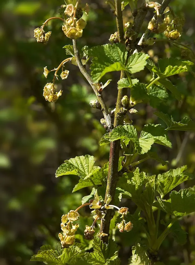Rote Johannisbeere in Blüte