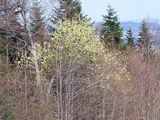 Sal-Weide in Blüte