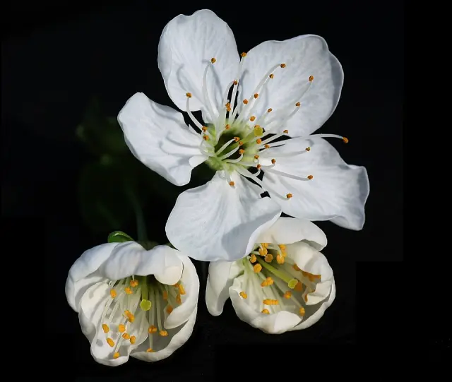 Sauerkirsche in Blüte