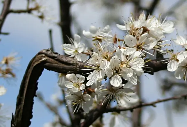 Schlehe in Blüte