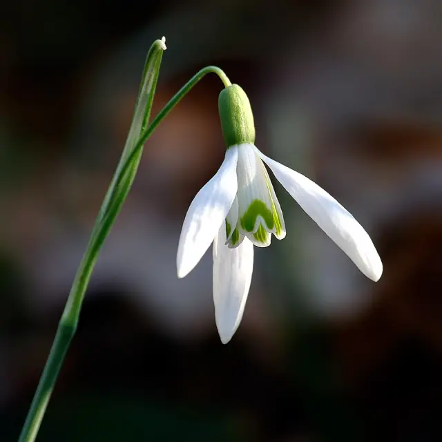 Schneeglöckchen in Blüte