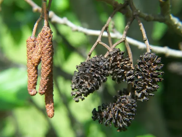 Schwarz-Erle in Blüte