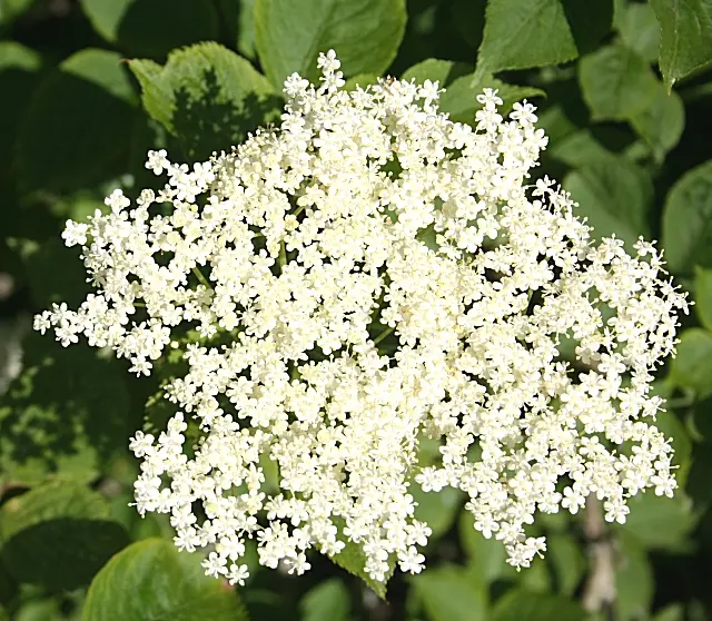 Schwarzer Holunder in Blüte