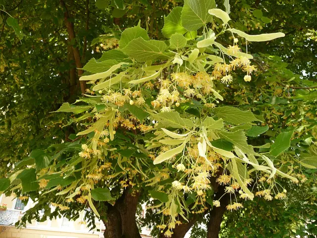 Sommer-Linde in Blüte