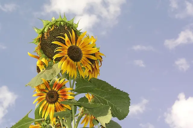Sonnenblume in Blüte
