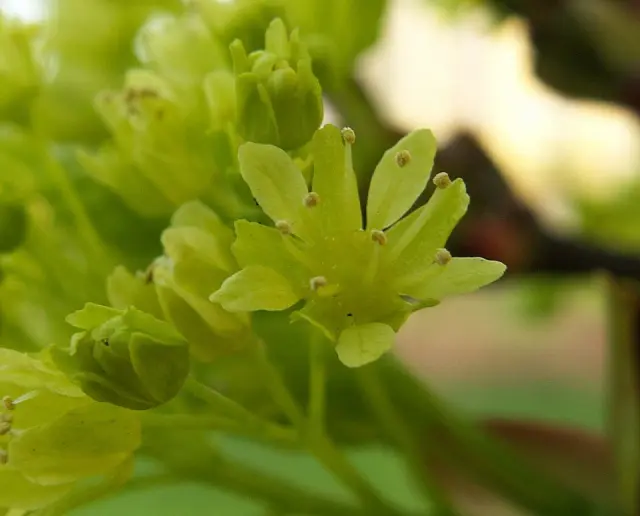 Spitz-Ahorn in Blüte