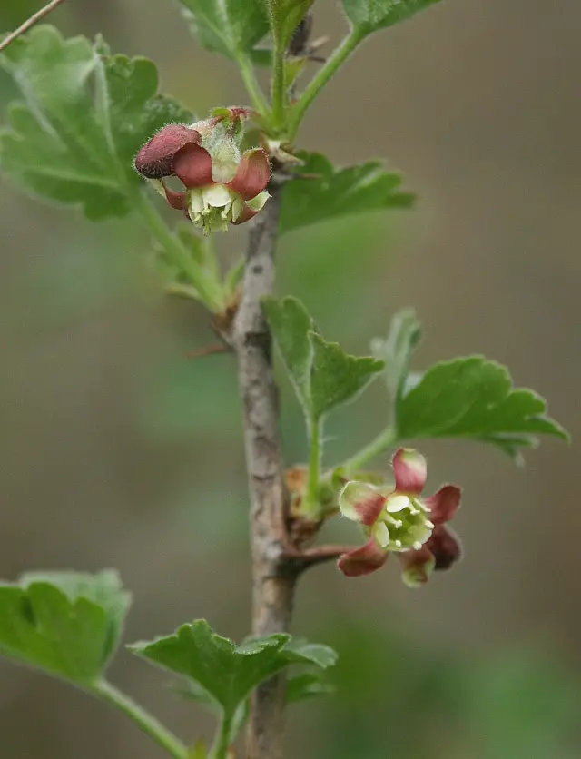 Stachelbeere in Blüte
