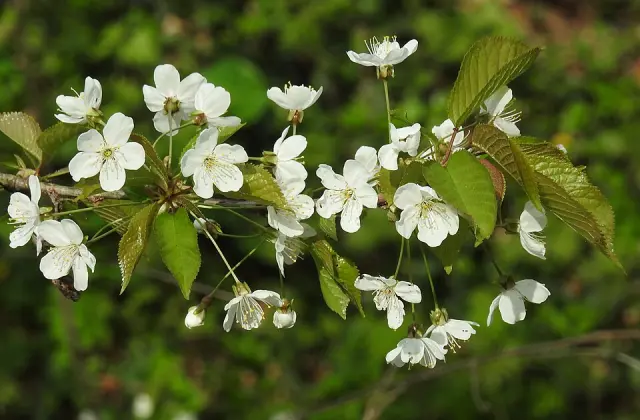 Süßkirsche in Blüte