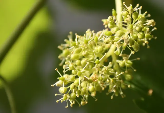 Weinrebe in Blüte