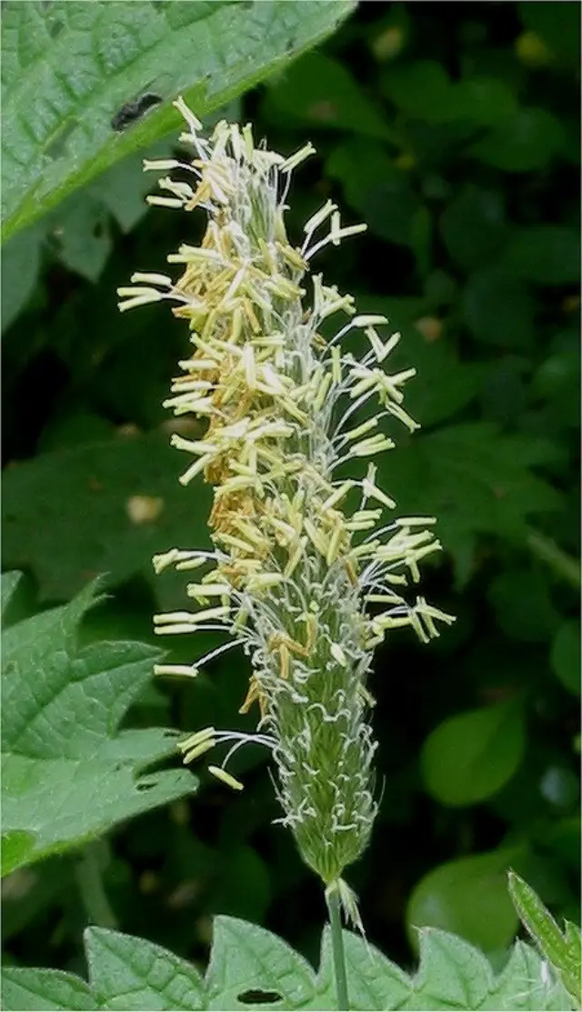 Wiesen-Fuchsschwanz in Blüte