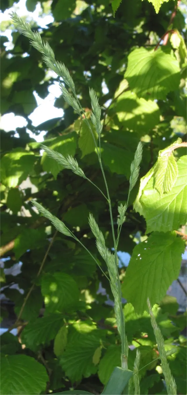 Wiesen-Knäuelgras in Blüte