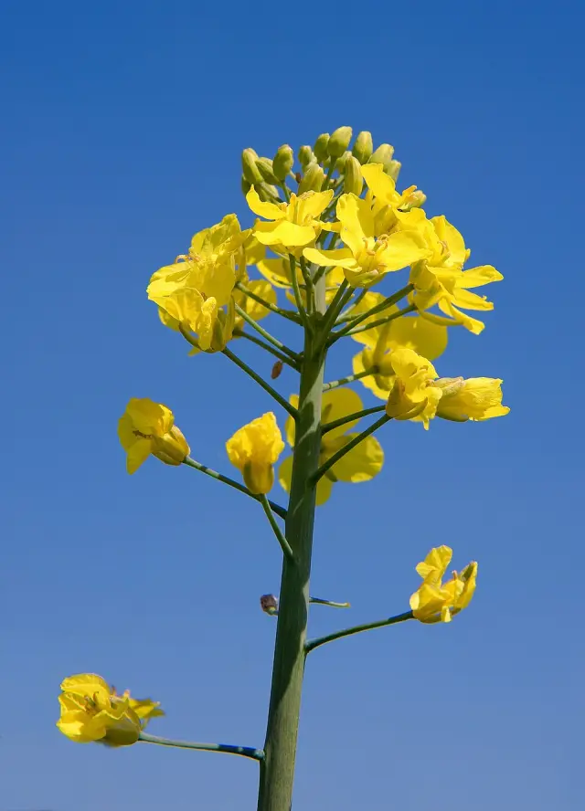 Winterraps in Blüte