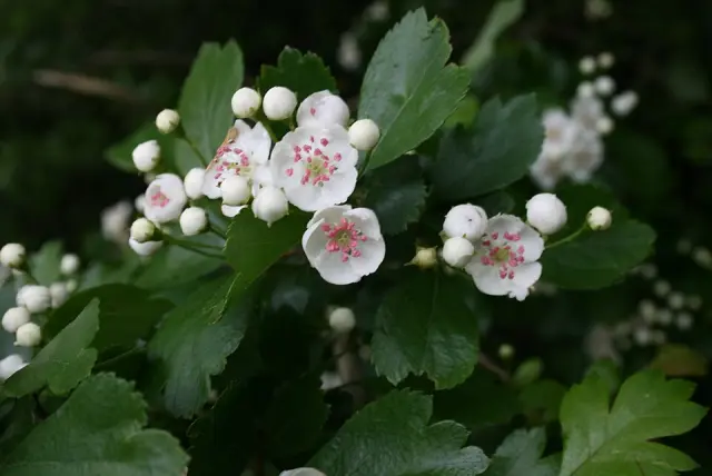 Zweigriffliger Weißdorn in Blüte